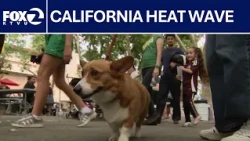 Beating the heat at Alameda County Fair | KTVU