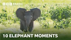 10 Extraordinary Elephant Moments | BBC Earth