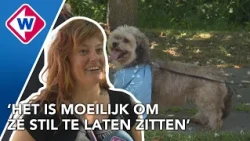 Een hond via Marktplaats kopen? Als het aan dit dierenasiel ligt niet