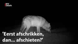 Schapenherder ziet hoe wolf schaap grijpt | RTV Utrecht