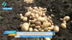 Cəlilabadlı fermerlər kartofun qiymətindən gileylənirlər
