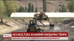 Şərurda balıqçılıq təsərrüfatları genişləndirilir