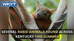 Several rabid animals found across Kentucky this summer
